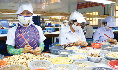 Vì sao xuất khẩu nhân điều liên tục sụt giảm?