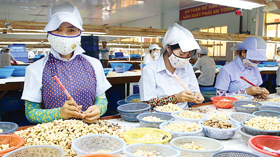 Do nguồn điều thô trong nước quá thiếu, cung ứng chưa tới 30% năng lực chế biến, nên Việt Nam buộc phải nhập khẩu hạt điều thô.