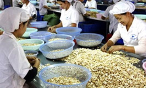 300 container điều thô “mắc kẹt” vì Thông tư 13