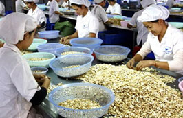 Xuất khẩu điều đã đạt 519 triệu USD, tăng 21,6% trong nửa đầu năm 2011.