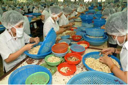 Năm 2010, phấn đấu kim ngạch xuất khẩu điều đạt 1 tỷ USD.