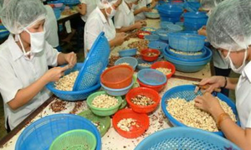 Khi hạt điều mới chỉ được ưu tiên cho xuất khẩu