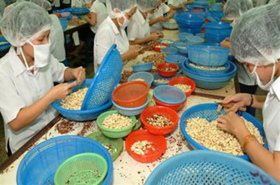 Việt Nam đang đứng đầu thế giới vể xuất khẩu điều.