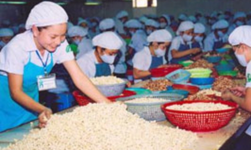 Giảm thuế nhập khẩu hạt điều nguyên liệu xuống 3%