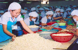 Hiện hạt điều nguyên liệu trong nước mới đáp ứng được gần 40% nhu cầu chế biến của toàn ngành.