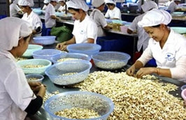 8 tháng đầu năm 2011, xuất khẩu điều nhân tuy giảm 13% về lượng nhưng lại tăng 25% về giá trị khi đạt trên 857 triệu USD.