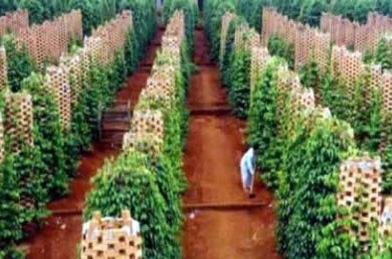 Diện tích hồ tiêu được trồng mới đang tăng nhanh vùn vụt.