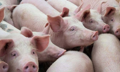 Dabaco: Năm 2020 biên lợi nhuận gần 26%, lãi ròng vọt lên 1.400 tỷ đồng