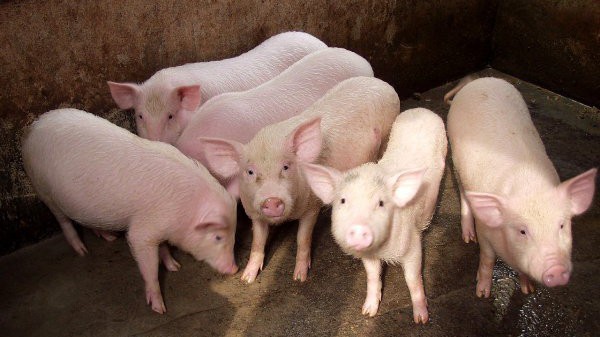 So với năm 2017, giá lợn hơi ở thời điểm này đã tăng gấp đôi. 