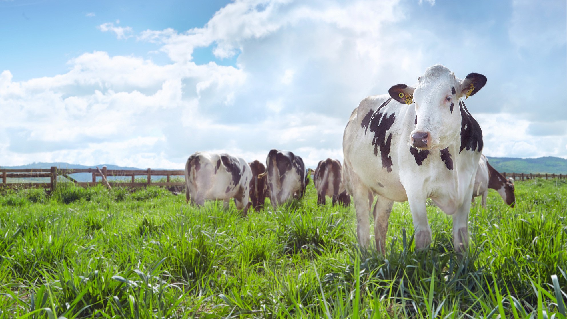 Cùng với hệ thống 10 trang trại quy mô công nghiệp, hiện nay Vinamilk đang quản lý đàn bò sữa gần 140.000 con.