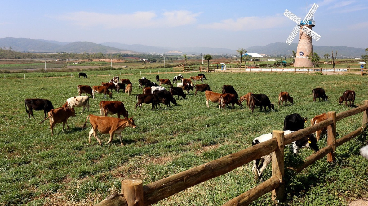 Trang trại Organic tại Lâm Đồng - Đà Lạt - trang trại Organic đầu tiên đạt tiêu chuẩn châu Âu tại Việt Nam.