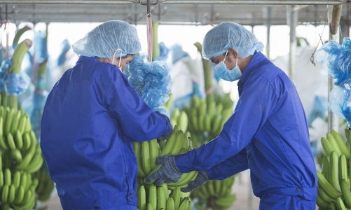 HNG bán công ty con cho THADI