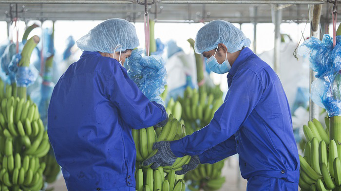 Quý 3/2020, lợi nhuận sau thuế của cổ đông công ty mẹ lỗ 339 tỷ đồng  do ảnh hưởng từ Covid - 19 nên thị trường đầu ra các loại trái cây bị ảnh hưởng nên giá bán giảm sâu.