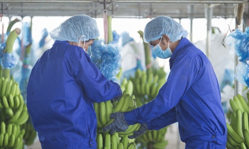 HAG bán 47,5 triệu cổ phiếu HAGL Agrico trả nợ ngân hàng