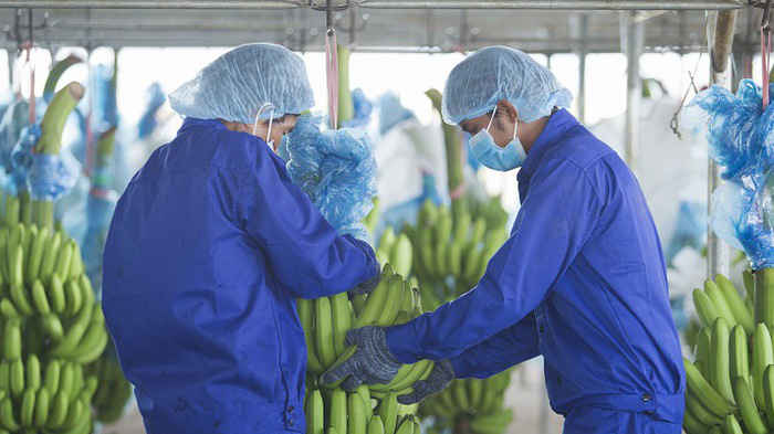 Quý 3/2020, lợi nhuận sau thuế của cổ đông công ty mẹ lỗ 339 tỷ đồng do ảnh hưởng từ Covid - 19 nên thị trường đầu ra các loại trái cây bị ảnh hưởng nên giá bán giảm sâu. 