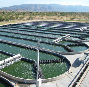 Các hồ nuôi tảo tại SPIVIHA