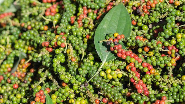 Ngành hồ tiêu đứng trước một năm khó khăn