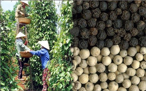 Việt Nam hiện đang là nước đứng đầu về xuất khẩu hồ tiêu, chiếm hơn 50% thị trường thế giới