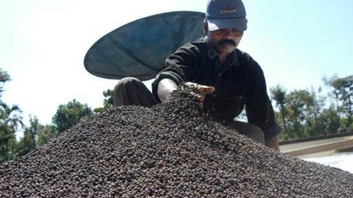 6 tháng đầu năm, giá tiêu trong xu hướng giảm do nguồn cung dồi dào và thị trường xuất khẩu chưa có tín hiệu khởi sắc.