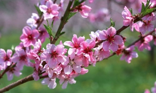 Tết Nguyên đán Đinh Dậu có thể nghỉ 10 ngày