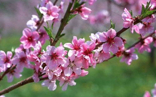 Tổng số ngày nghỉ lễ, Tết năm 2017 có thể lên tới 24 ngày.