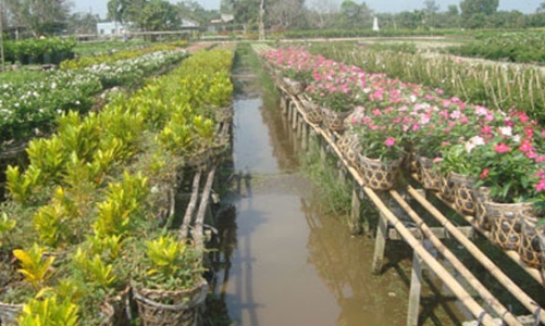 Hoa Sa Đéc: Lượng giảm, giá tăng