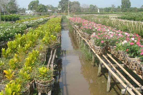 Vào mùa tết một nhà vườn có thể có hàng chục ngàn giỏ hoa.