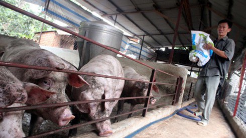 Khủng hoảng về cung cầu thị trường thịt lợn vừa qua đã làm mất đi phần lãi trên 100.000 tỷ đồng của người chăn nuôi lợn trong nước.
