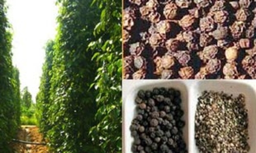 Xuất khẩu hạt tiêu vẫn tăng mạnh 