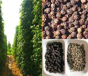 Năng suất hồ tiêu Việt Nam ngày càng cao.