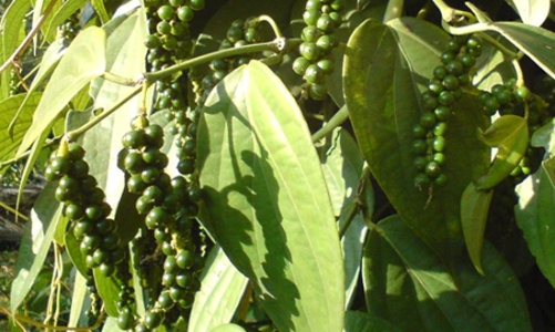 Điều chỉnh giảm dự báo nhiều loại nông sản xuất khẩu