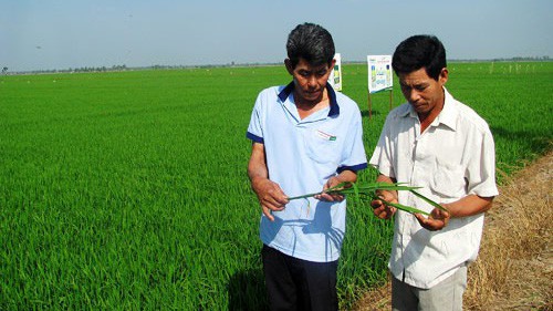 Trồng lúa nghe đơn giản nhưng để đạt năng suất cao, gạo thơm ngon thì không nên bón nhiều đạm vào cuối vụ, lúc lúa làm đòng trở đi.