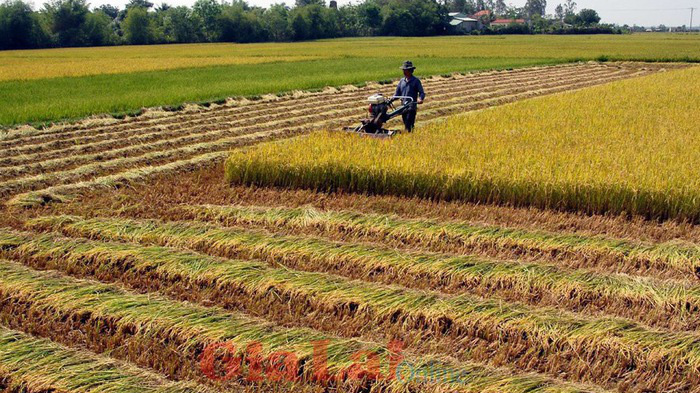 Thủ tướng Chính phủ đồng ý UBND tỉnh Hải Dương quyết định chuyển mục đích sử dụng 11,68 ha đất trồng lúa sang đất phi nông nghiệp.