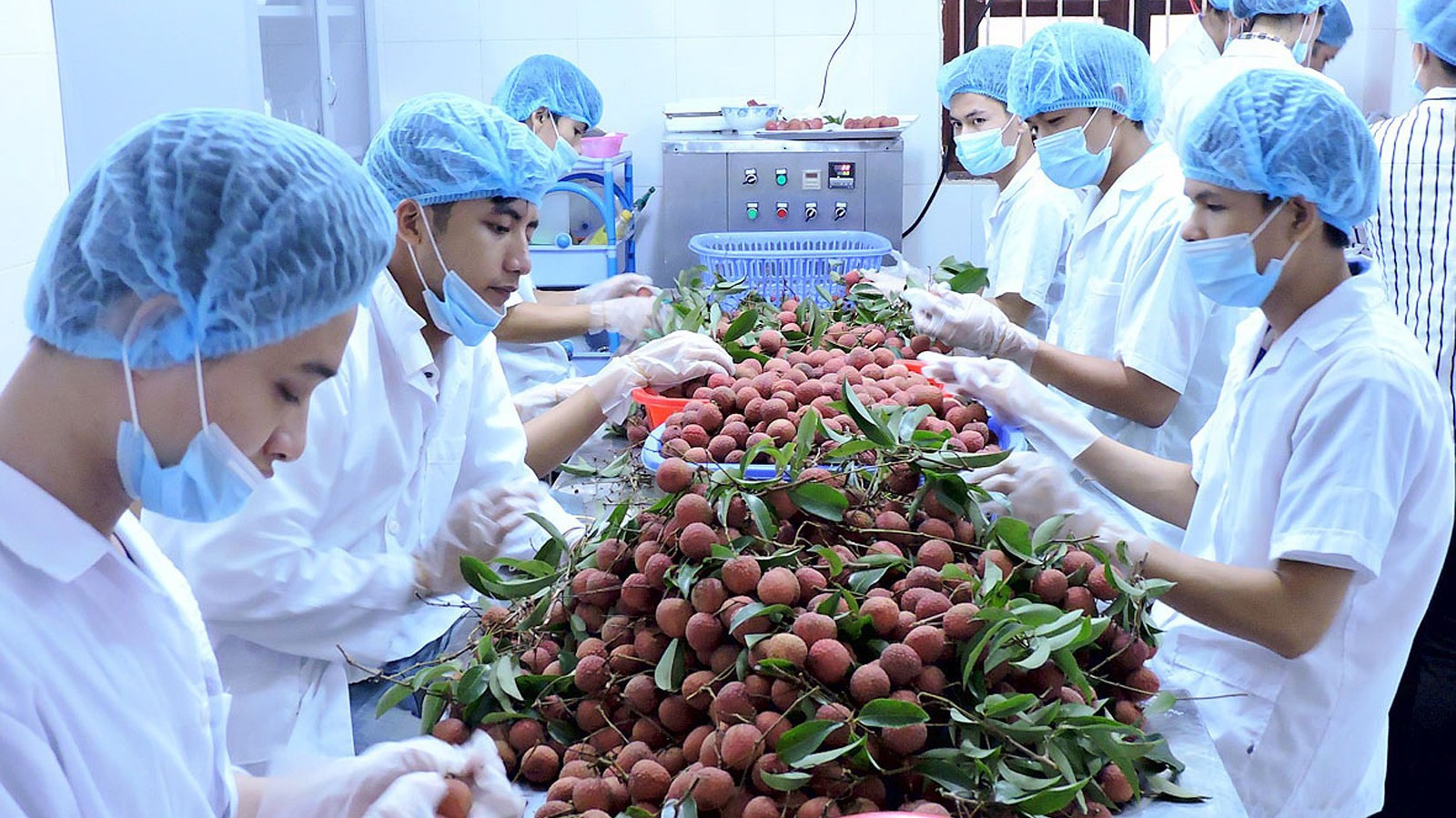 Xuất khẩu rau quả sang Trung Quốc chiếm 77% tổng kim ngạch xuất khẩu rau quả của Việt Nam.