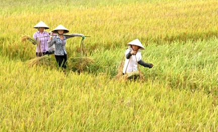 Thí điểm mô hình cánh đồng mẫu lớn tại huyện Vĩnh Bảo<br>