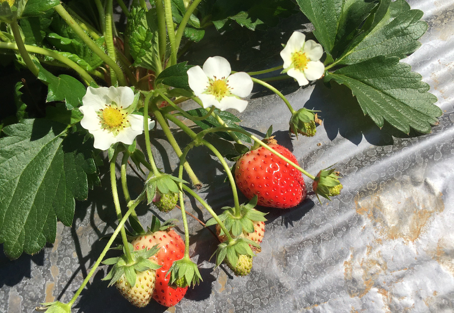 IMG_20191211_115353-crop