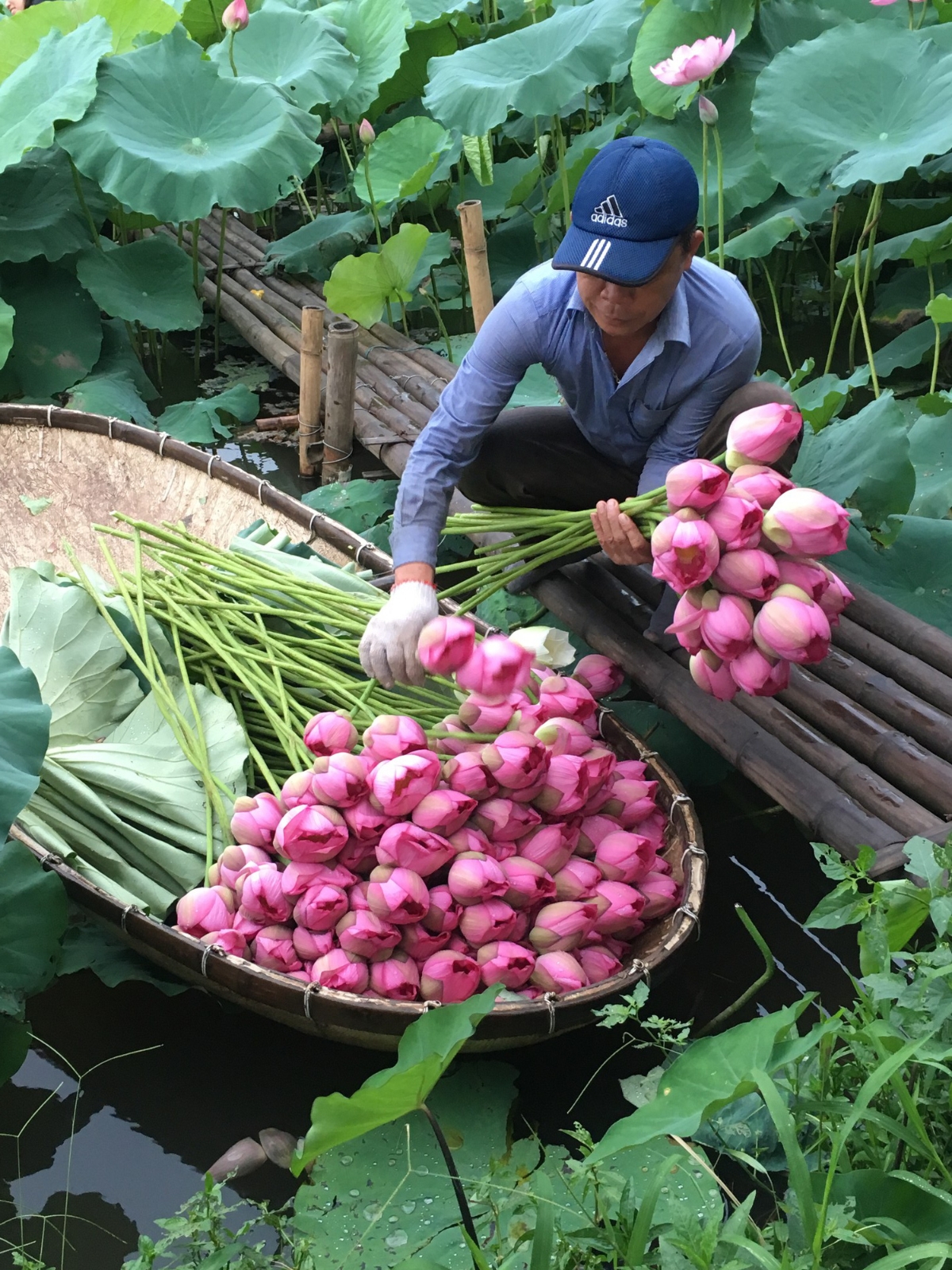 Sen Hồ Tây, những điều không dễ thấy - Ảnh 1.