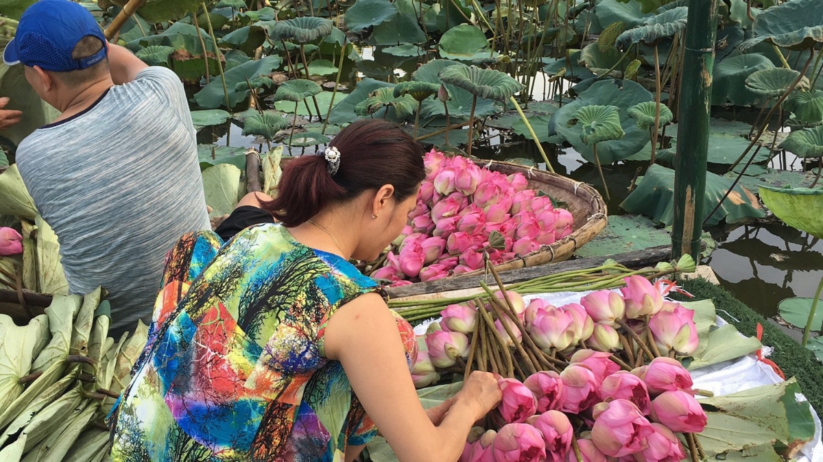 Một góc chợ sen Đầm Trị - Ảnh: Mỹ An 