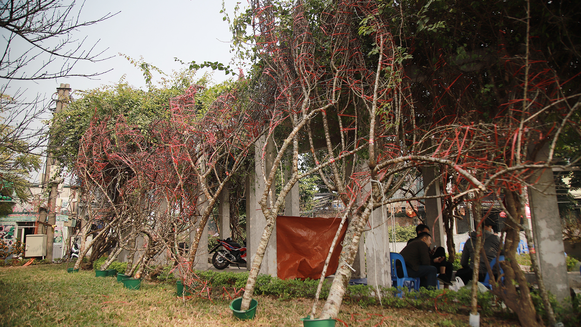 Những cành đào Vân Hồ sớm về xuôi đã hiện diện trên phố Lạc Long Quân.