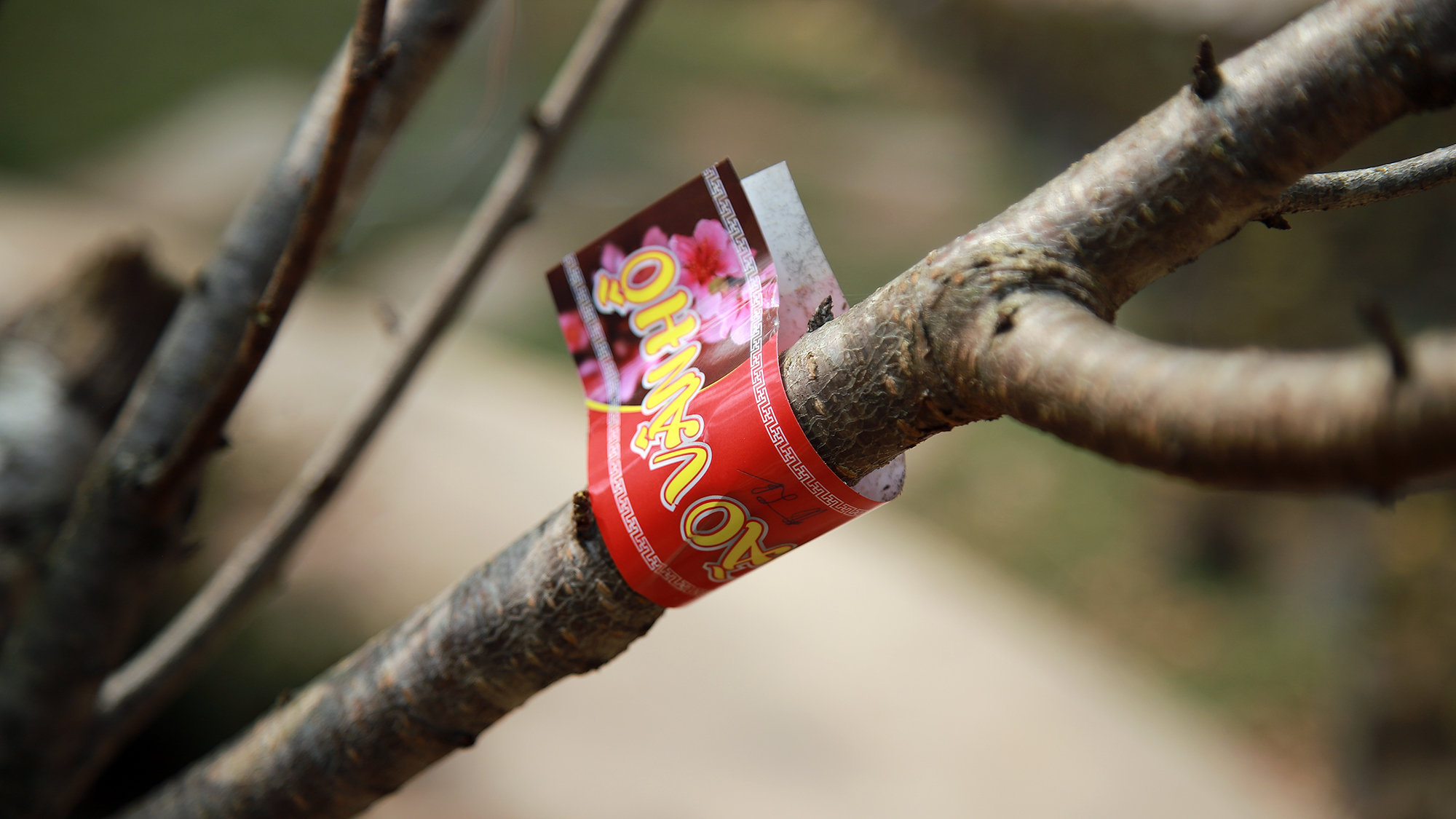 Tem truy xuất nguồn gốc đào Vân Hồ do UBND Huyện Vân Hồ thiết kế. Ảnh: Phương Thảo