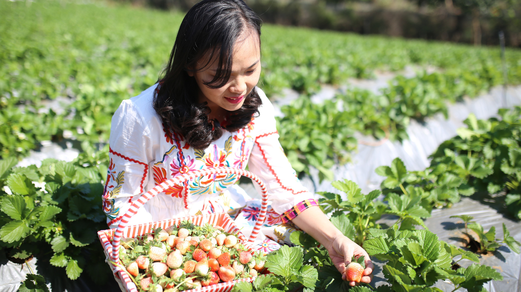 Những vườn dâu tây chín mọng đang ngày càng trở thành điểm đến lý tưởng khi đến Mộc Châu. 