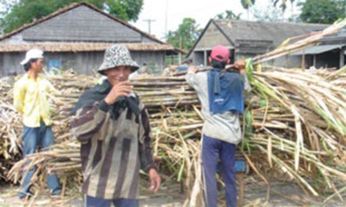 Khởi động niên vụ ép mía sớm, có nên?