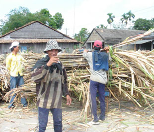 Ép mía sớm có thể dẫn đến thất thu cho nhà máy.