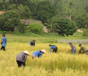 Mất việc ở thành phố, người lao động có thể quay về làm ruộng? - Ảnh : Hương Huyền