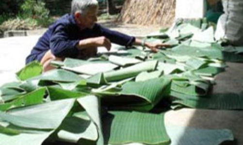 Chuối sẽ là mặt hàng xuất khẩu chủ lực? 