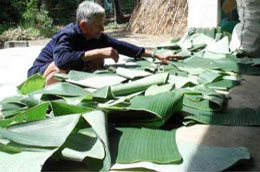 Lá chuối là mặt hàng được xuất khẩu sang Mỹ.