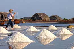 Do thời tiết thuận lợi, theo dự báo năm 2010 sản lượng muối cả nước sẽ đạt khoảng trên 1 triệu tấn.