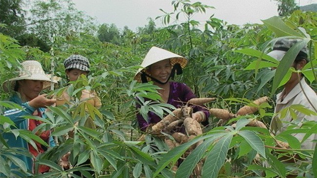 Diện tích trồng sắn tại Campuchia có thể giảm từ 20-30%. Do vậy, tình hình nguyên nhiên liệu sắn của Việt Nam niên vụ 2017-2018 sẽ rất nóng.