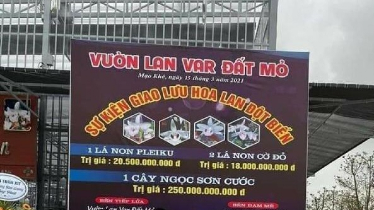 Lan đột biến được rao bán giá vài chục tỷ đồng.