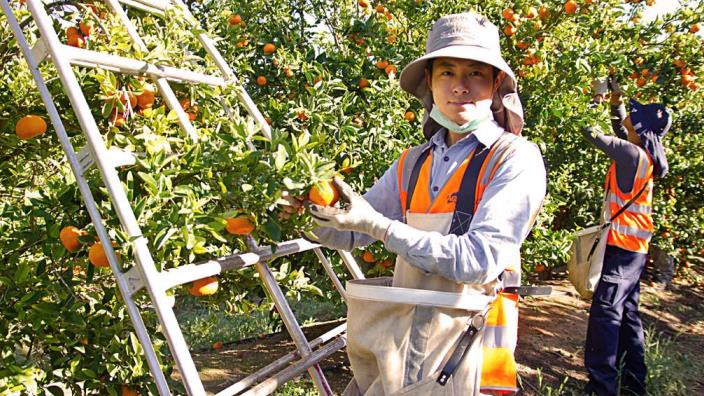 Công dân Việt Nam nếu được Australia cấp thị thực lao động kết hợp kỳ nghỉ sẽ được phép lưu trú tối đa là 12 tháng. Ảnh minh họa. 